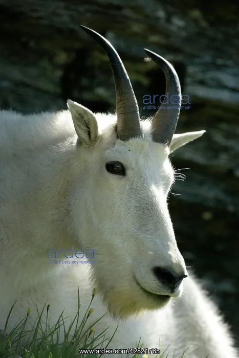 : Rocky Mountain Goat - Adult Male : Rocky Mountain Goat - Adult Male
