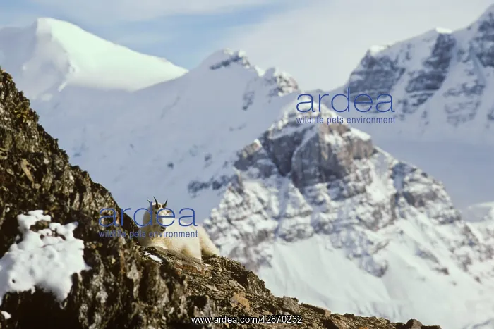 : Rocky Mountain Goat - billy rests high on a rocky ledge : Rocky Mountain Goat - billy rests high on a rocky ledge