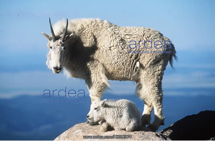 : Rocky Mountain Goat - female and kid on rock : Rocky Mountain Goat - female and kid on rock