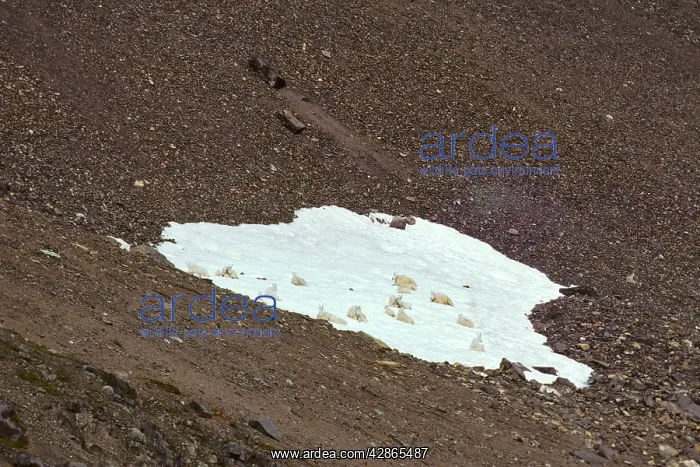 : Rocky Mountain Goat - Females with young lying : Rocky Mountain Goat - Females with young lying