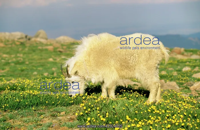: Rocky Mountain Goat - Grazing : Rocky Mountain Goat - Grazing