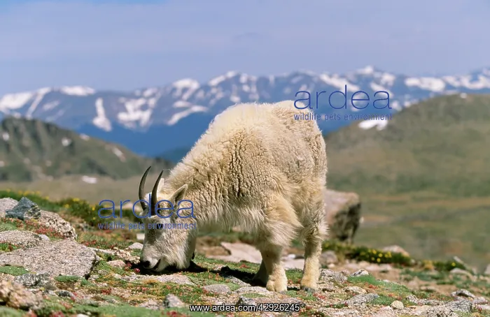 : Rocky Mountain Goat - Grazing : Rocky Mountain Goat - Grazing
