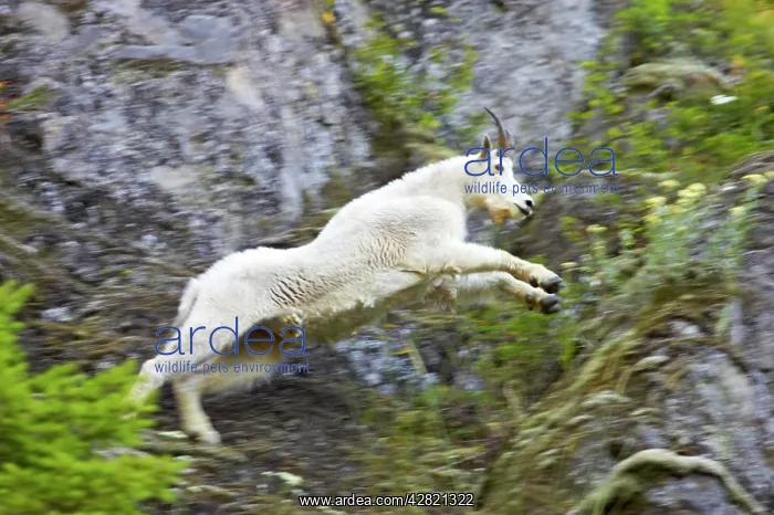 : Rocky Mountain Goat - Leaping across cliff face : Rocky Mountain Goat - Leaping across cliff face