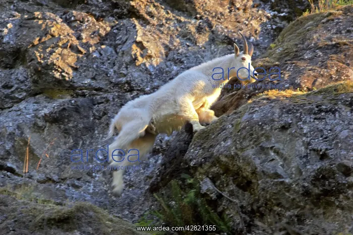: Rocky Mountain Goat - Leaping across cliff face : Rocky Mountain Goat - Leaping across cliff face