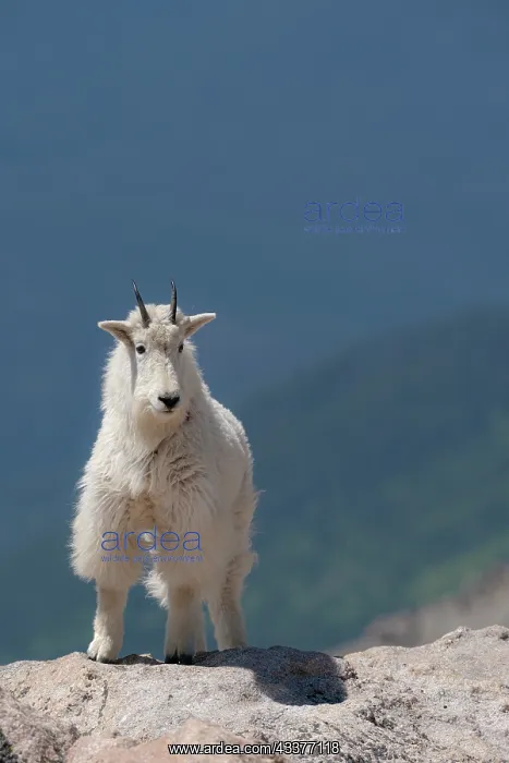 : Rocky Mountain goat on ledge, Mount Evans Wilderness : Rocky Mountain goat on ledge, Mount Evans Wilderness