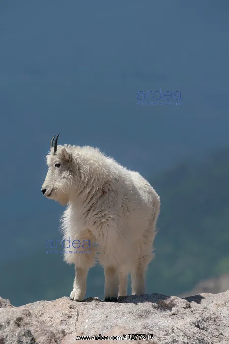 : Rocky Mountain goat on ledge, Mount Evans Wilderness : Rocky Mountain goat on ledge, Mount Evans Wilderness