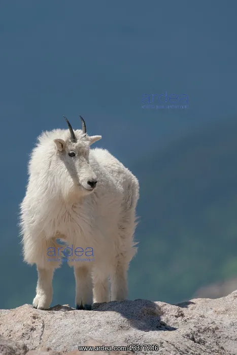 : Rocky Mountain goat on ledge, Mount Evans Wilderness : Rocky Mountain goat on ledge, Mount Evans Wilderness