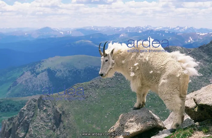 : Rocky Mountain Goat - looking over mountains : Rocky Mountain Goat - looking over mountains