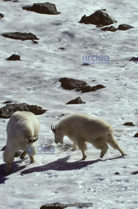 : Rocky Mountain Goat - two males in a bluff fight : Rocky Mountain Goat - two males in a bluff fight