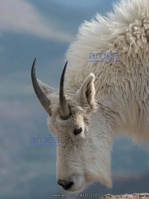 : Rocky Mountain goat, Mount Evans Wilderness Area, Colorado : Rocky Mountain goat, Mount Evans Wilderness Area, Colorado