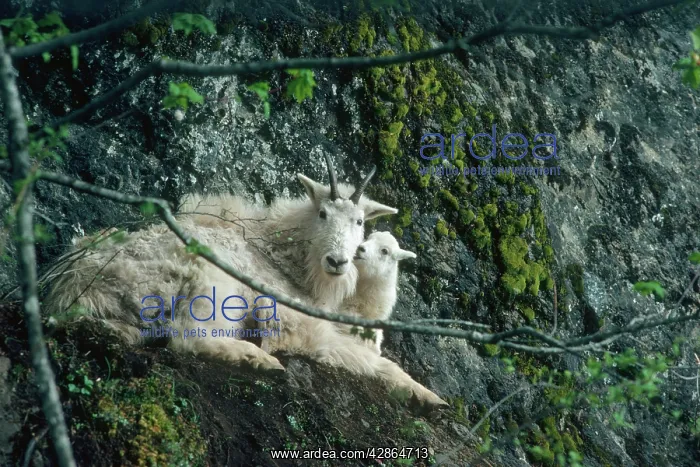 : Rocky Mountain Goat - nanny and kid : Rocky Mountain Goat - nanny and kid