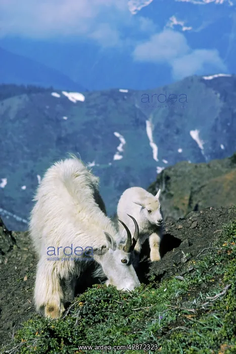 : Rocky Mountain Goat - nanny with young kid : Rocky Mountain Goat - nanny with young kid