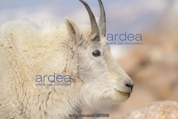 : Rocky Mountain goat with salt minerals on its mouth : Rocky Mountain goat with salt minerals on its mouth