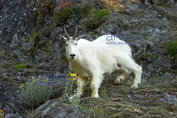 : Rocky Mountain Goat - On steep cliff : Rocky Mountain Goat - On steep cliff