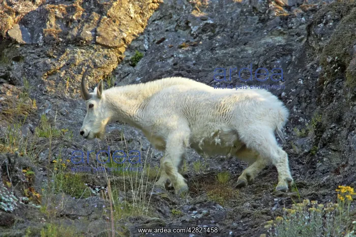 : Rocky Mountain Goat - On steep cliff : Rocky Mountain Goat - On steep cliff