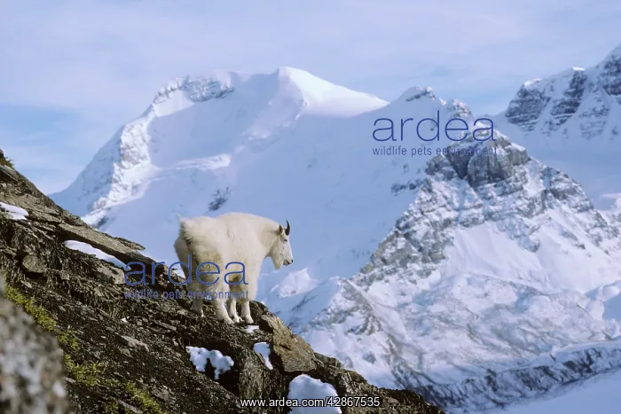 : Rocky Mountain Goat - surveys his mountain world : Rocky Mountain Goat - surveys his mountain world