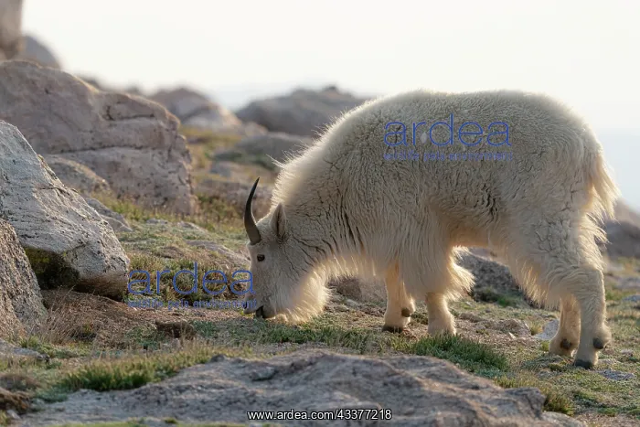 : Rocky Mountain goats coming to the summit to look : Rocky Mountain goats coming to the summit to look