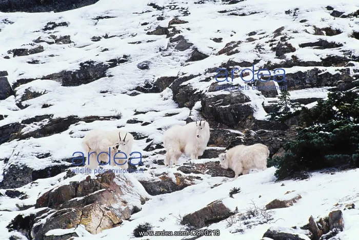 : Rocky Mountain Goats - on rocky cliffs in winter : Rocky Mountain Goats - on rocky cliffs in winter