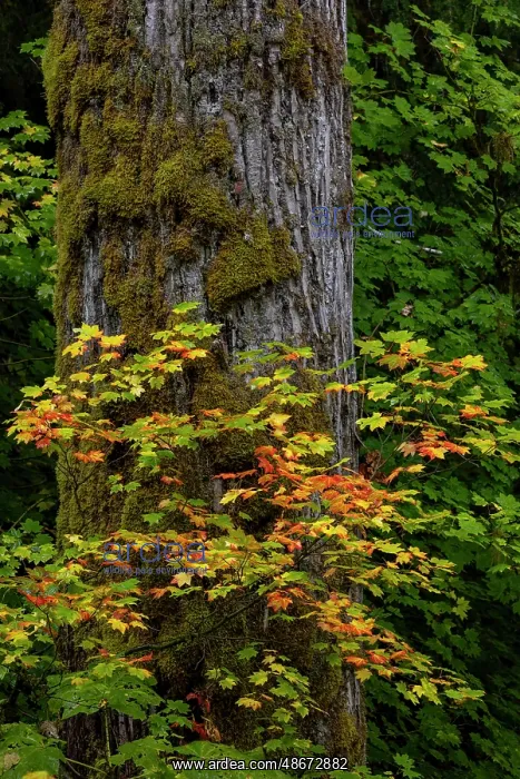 : Rocky Mountain maples in autumn forest in Mount Rainier : Rocky Mountain maples in autumn forest in Mount Rainier