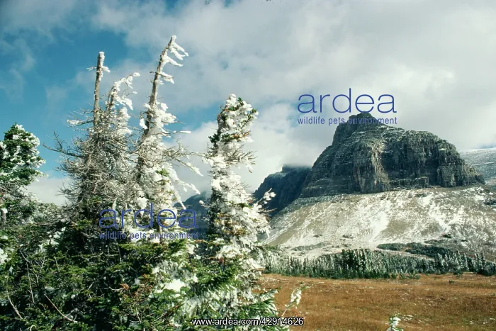 : Rocky Mountains, logan pass, Glacier National Park : Rocky Mountains, logan pass, Glacier National Park