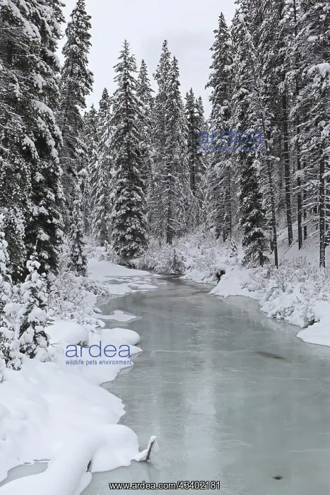 : Rocky mountains & river around Jasper National : Rocky mountains & river around Jasper National