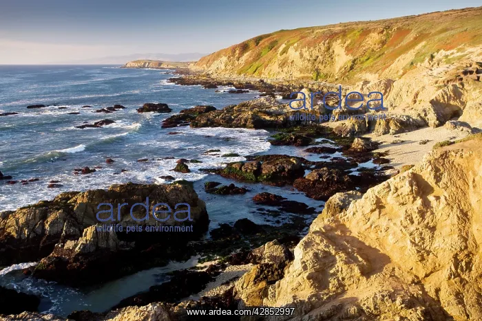  : Rocky pacific coastline at Bodega Bay, central / north