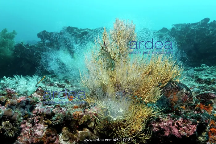 : Rocky reef with yellow polyps of Black Coral (Anthipathes : Rocky reef with yellow polyps of Black Coral (Anthipathes