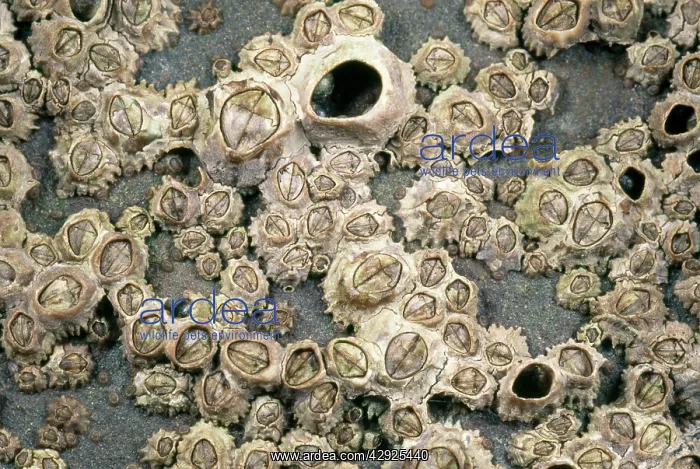 : Rocky Shore Barnacles : Rocky Shore Barnacles