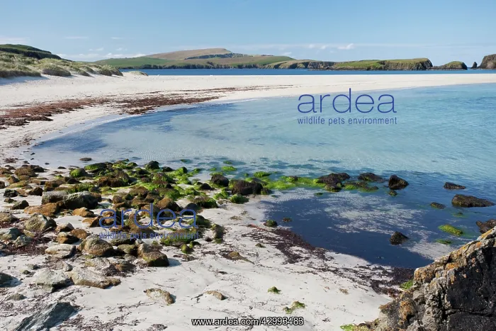 : Rocky Shoreline of Bigton Wick : Rocky Shoreline of Bigton Wick