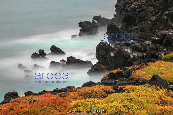 : Rocky shoreline covered in Sesuvium, South Plaza : Rocky shoreline covered in Sesuvium, South Plaza