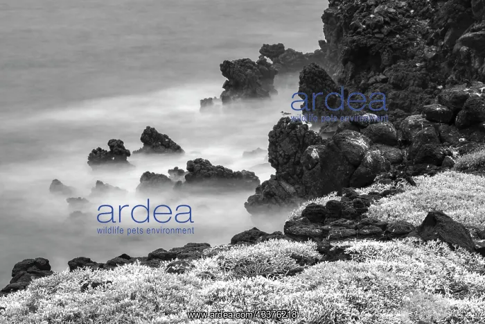 : Rocky shoreline covered in Sesuvium, South Plaza : Rocky shoreline covered in Sesuvium, South Plaza