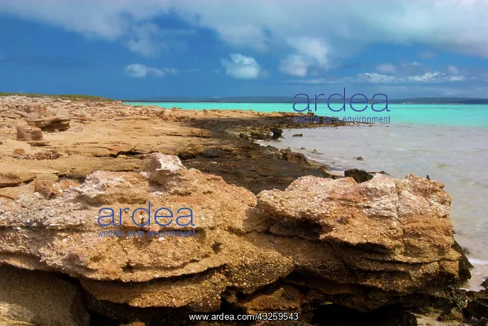 : The rocky shoreline of Giraud Point below : The rocky shoreline of Giraud Point below