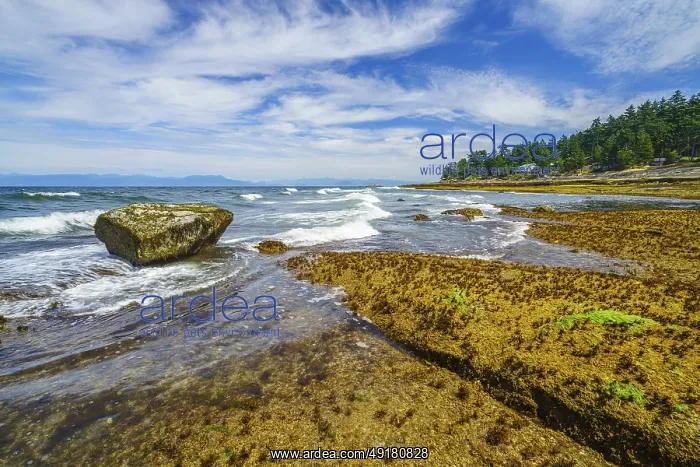 : Rocky shoreline with waves crashing : Rocky shoreline with waves crashing