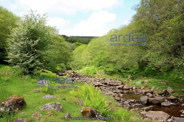 : Rocky Stream : Rocky Stream