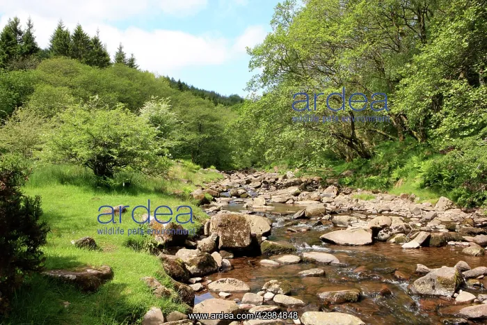 : Rocky Stream : Rocky Stream