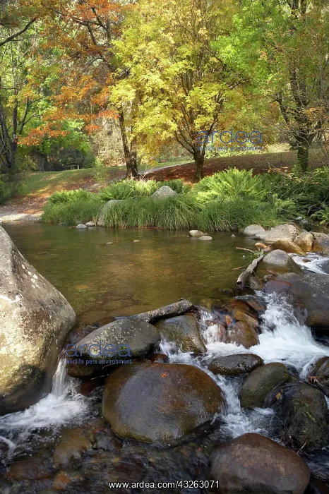 : Rocky Valley Creek and Autumn Color, Bogong : Rocky Valley Creek and Autumn Color, Bogong