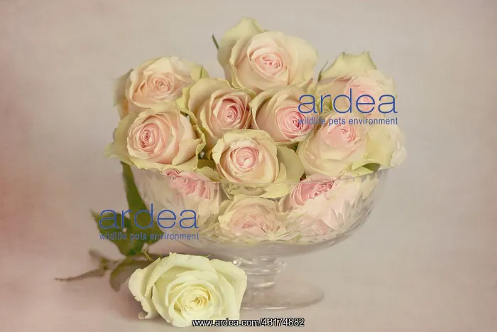 : Rode, Rosa, glass bowl of pink flowers with a white rose lai : Rode, Rosa, glass bowl of pink flowers with a white rose lai
