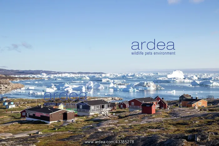 : Rodebay, Greenland, July 09, 2018: Colorful wooden h : Rodebay, Greenland, July 09, 2018: Colorful wooden h