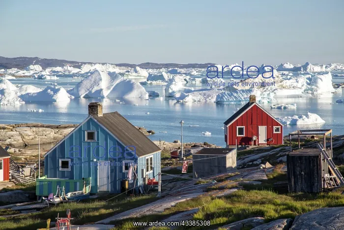 : Rodebay, Greenland, July 09, 2018: Colorful wooden h : Rodebay, Greenland, July 09, 2018: Colorful wooden h