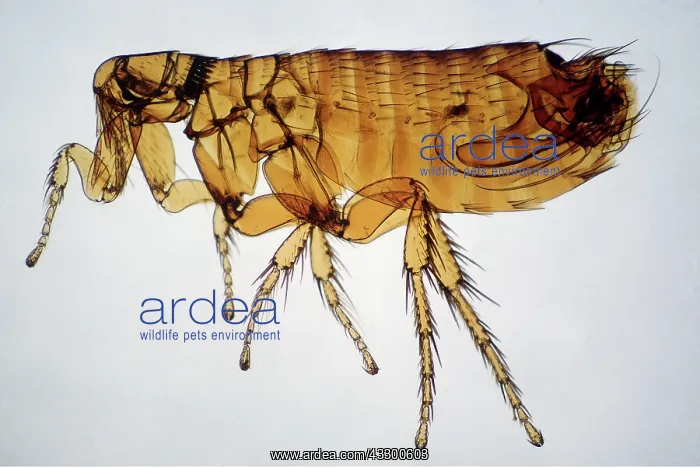 : RODENT FLEA MALE - male : RODENT FLEA MALE - male