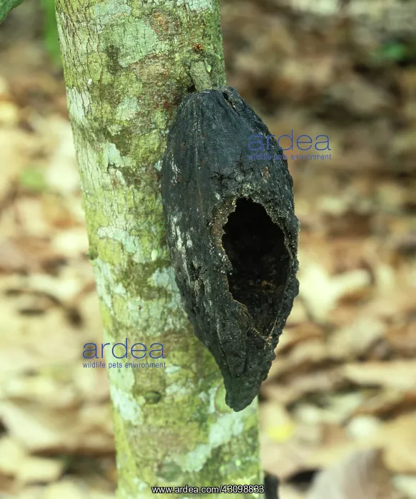: Rodent Hole : Rodent Hole