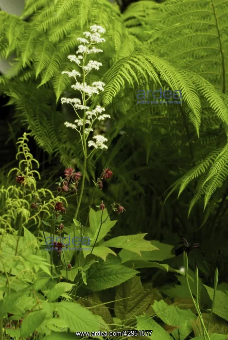 : Rodgersia, Rodgersia podophylla : Rodgersia, Rodgersia podophylla