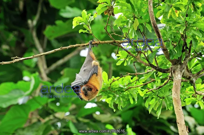 : Rodrigues Flying Fox / Rodrigues Fruit Bat - hanging : Rodrigues Flying Fox / Rodrigues Fruit Bat - hanging