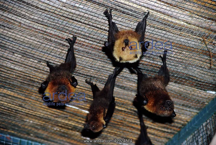 : Rodrigues Flying-fox - roosting : Rodrigues Flying-fox - roosting