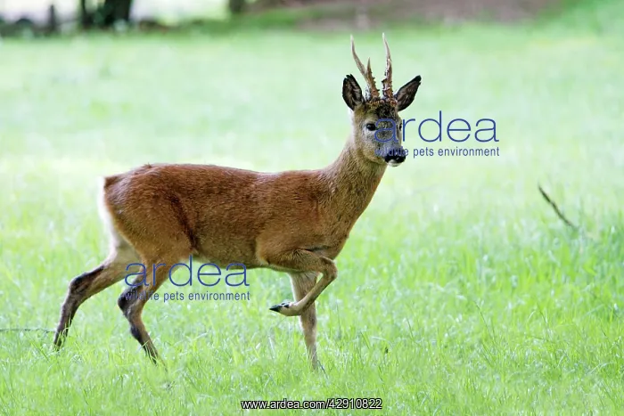 : Roe Buck - animal on meadow, alert : Roe Buck - animal on meadow, alert