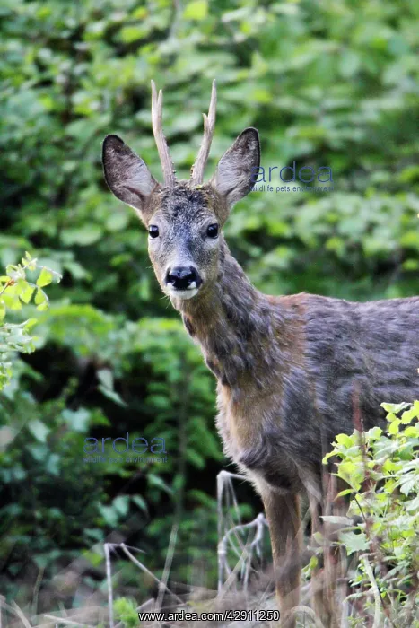 : Roe Buck Deer - coat turning red in spring : Roe Buck Deer - coat turning red in spring