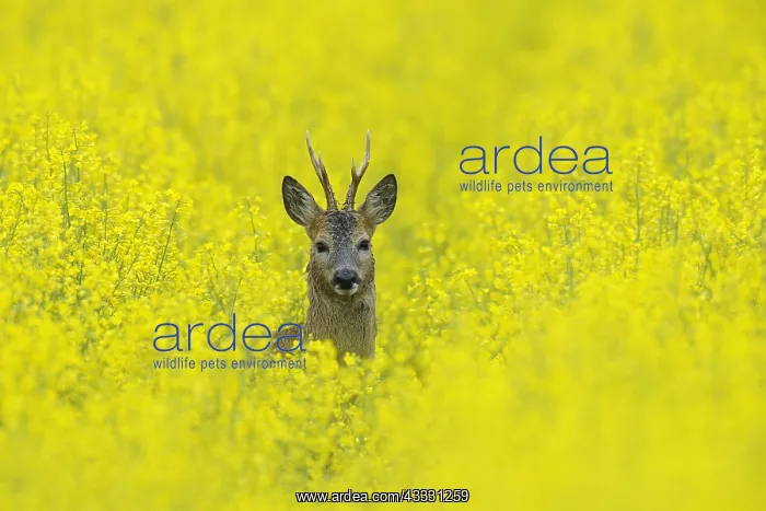: Roe buck in spring in a rape field Hesse Germany : Roe buck in spring in a rape field Hesse Germany