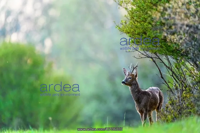 : Roe (Capreolus capreolus) in afternoon, Slovakia : Roe (Capreolus capreolus) in afternoon, Slovakia