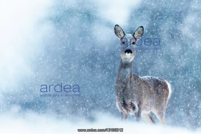 : Roe (Capreolus capreolus) in snow, Slovakia : Roe (Capreolus capreolus) in snow, Slovakia