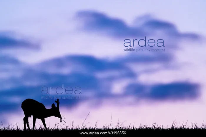 : Roe (Capreolus capreolus) in sunrise, Slovakia : Roe (Capreolus capreolus) in sunrise, Slovakia